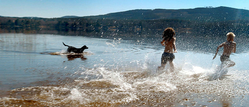 Barn och en hund som badar i en sjö
