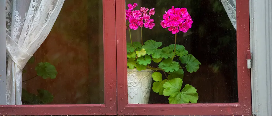 Rosa pelargoner i ett fönster sedda från utsidan.