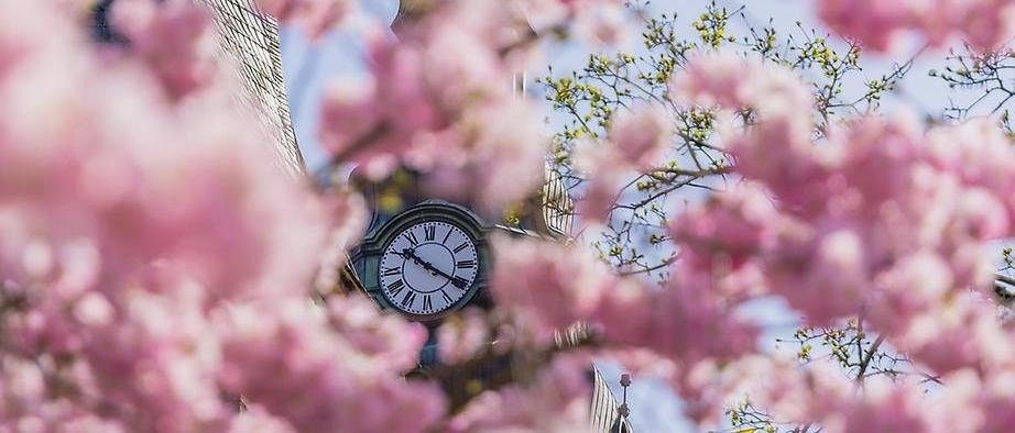 En klocka som syns bakom ett träd som blommar