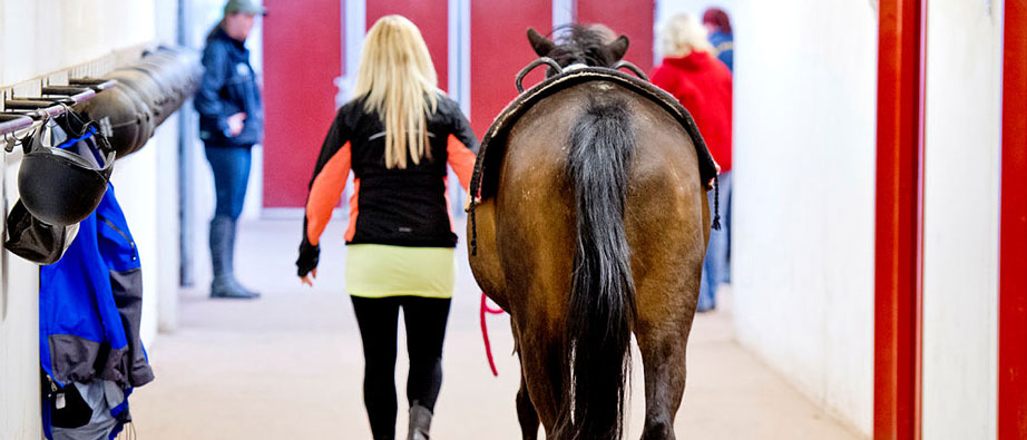 En ryttare går med en häst i stallgången