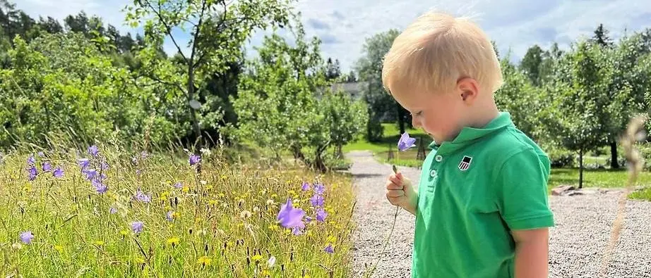 Litet barn som luktar på blommor vid Gamla Staberg