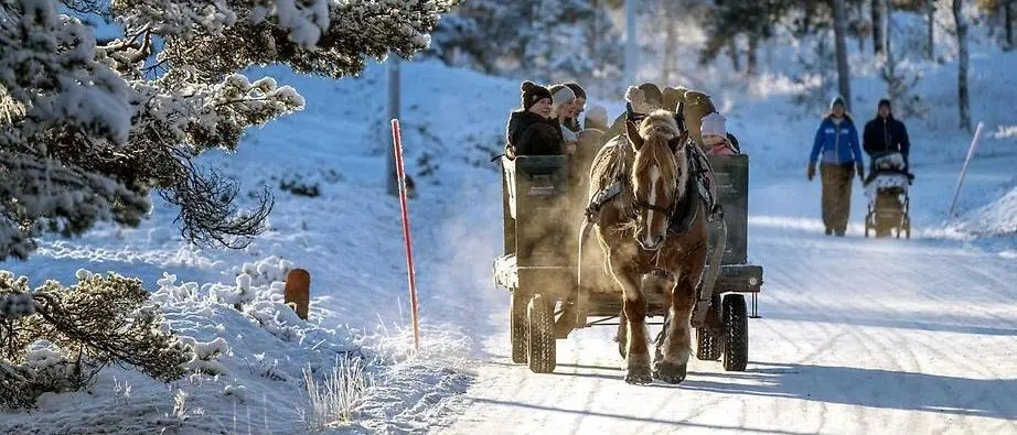 Häst och vagn kör besökare i ett vinterlandskap