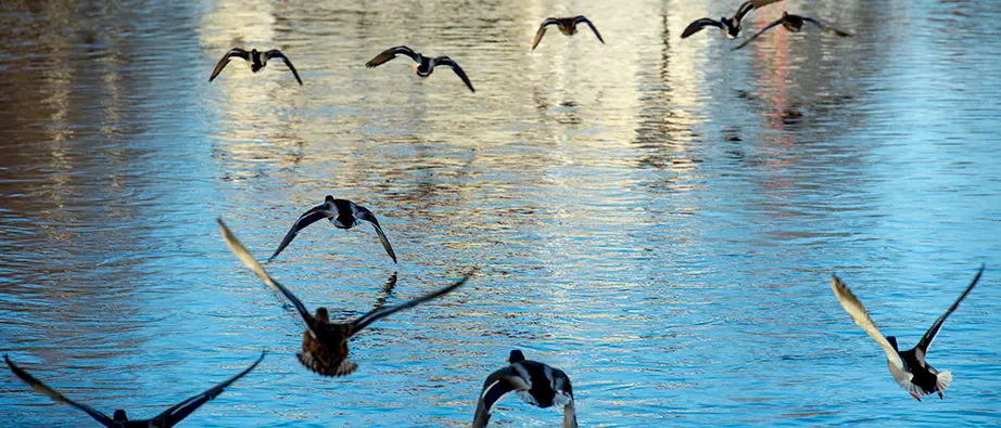 Fåglar som flyger över vatten
